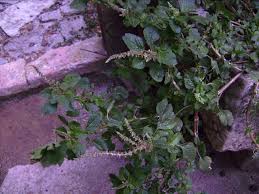 Image result for Amaranthus deflexus