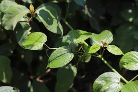 Image result for Gouania