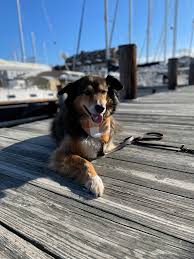 Ollie's Pet & Family...