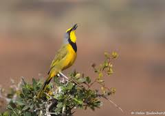 Image result for Pleopeltis  × simiana