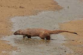 Saca Rabos Herpestes Ichneumon Egyptian Mongoose 2 Brown Bear Mongoose Egyptian