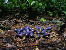 Image result for Pachylobus edulis