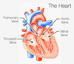 An Overview Of Heart Valve Disease