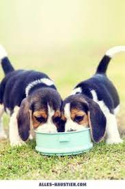 Der sommer ist die perfekte saison, um haustiere wie hunde wichtigen gewohnheiten beizubringen. 710 Susse Hunde Ideen Susse Hunde Hunde Tiere
