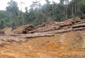 Kes Pembalakan Haram Dalam Kawasan Tanah Kerajaan Kg Tinanom Dan Kg Rinangkatan Dalam Daerah Ranau Pada 18 02 2016