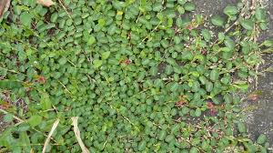 Image result for Alysicarpus