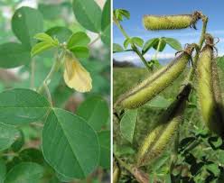 Image result for Crotalaria podocarpa