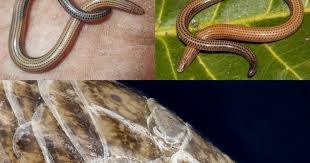 Image result for Berlinia orientalis