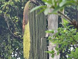 Image result for Caryota urens