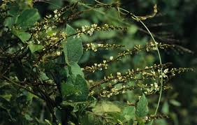 Image result for Neonotonia wightii