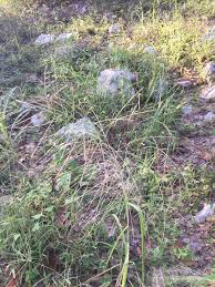 Image result for Leptochloa panicea