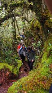 The retreat has a diverse population of more than 43,000 people. In The Mossy Forest Picture Of Eco Cameron Travel Tours Cameron Highlands Tripadvisor