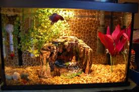 Make A Lesson Plan Out Of Researching What Elements Make A Perfect Habitat For A Beta Or A Turtle Etc Have Students Com Beta Fish Tank Class Pet Beta Fish