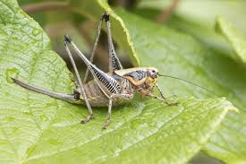 Crickets do not kill bed bugs, but will eat dead bed bugs given the opportunity. What Do Crickets Eat The Answer Will Surprise You For Sure Animal Sake
