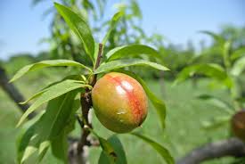 Cheap organic pest control for fruit trees. Nectarine Fruit Tree Spraying Learn About Fruit Tree Spray For Nectarines