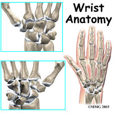 Image result for Normal Anatomic Position of the Hand and Wrist