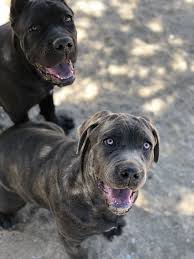 How long does it take for a corso's ear to heal? 99 Cane Corso Long Ears L2sanpiero