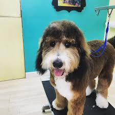 See 4,124 traveler reviews, 4,302 candid photos, and great deals for galley bay resort & spa, ranked #1 of 2 hotels in five islands village and rated 4.5 of 5 at tripadvisor. Island Dog Pet Spa Home Facebook