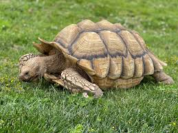 Image result for Grewia sulcata