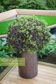 Maybe you would like to learn more about one of these? Pittosporum Tenuifol Stock Photo By Jonathan Buckley Image 0431176
