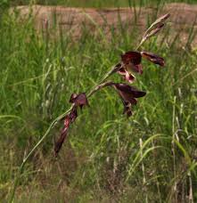Image result for Gladiolus atropurpureus