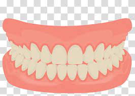 Teeth Illustration Human Tooth Smile Mouth Dentistry Cartoon Mouth Smiling Teeth Transparent Background Png Clip Teeth Illustration Human Teeth Tooth Cartoon