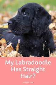 My Labradoodle Puppy Has Straight Hair Oodle Dogs In 2020 Labradoodle Labradoodle Dogs Labradoodle Puppy