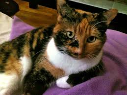 What Do Humans Look Like To Cats Or Dogs? - Quora