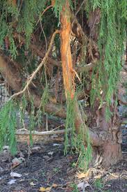 That's the layer between the inner bark and the outer wood that helps nutrients move throughout the tree. Fall Winter Deer Damage Greenweaver Landscapes