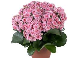 Kalanchoe Flowers Pink Need Bright Indirect Light If Leaves Start To Turn Red Needs More Light Water Often But Don T Kalanchoe Flowers Water Flowers Plants