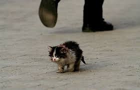 Resultado de imagem para GATOS ABANDONADOS