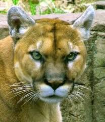 What Are The Animals That Live In The Tropical Rainforest Eat Google Search Mountain Lion Animals Wild Cats