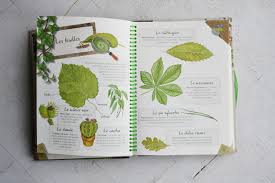 Un Herbier Pour Les Enfants Maman A Tout Faire Herbier Faire Un Herbier Feuilles De Plantes