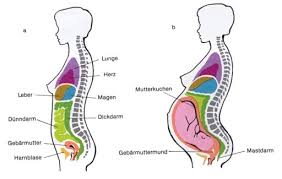 Merkwürdigerweise entschuldigen wir uns oft eher, als mutig und erhobenen hauptes zu einem fehler oder irrtum zu. Die Embryonalentwicklung Des Menschen