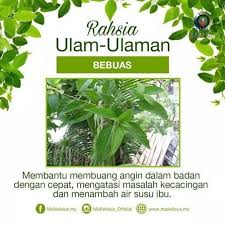 Artikel ini akan membincangkan khasiat ulam cosmos caudatus kunth atau lebih dikenali dengan nama ulam raja sudah semestinya tidak asing. Khasiat Ulam Ulaman Untuk Kesihatan Negeri Sembilan Kini Facebook