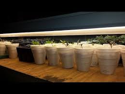 Maybe you would like to learn more about one of these? Growing Your Food Part 2 Starting Seeds Under Lights Youtube