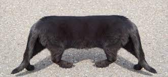 Foto über siamesische katze, die auf einem weißen hintergrund sitzt. Siamesische Katze Stupidedia