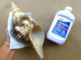 You really only need a small amount, about 1 tbsp of bleach per gallon of water. Restore Color Seashell Cleaning Sea Shells Sea Shells Seashell Crafts