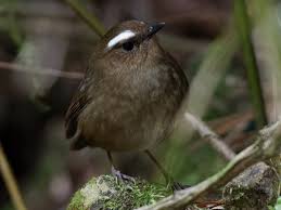 Image result for Brachycorythis velutina