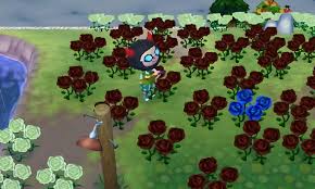 If you ever feel like you've run out of things to do in animal crossing new horizons, don't forget that you can always try to get into the most annoying activity of the game: It Takes Me 6 7 Months To Get My First Blue Roses And I Get 1 Blue Rose From Black Roses In One Day Animalcrossing