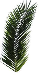 Palm Tree Tube Stock Vi Png By Digitaltwist On Deviantart Palm Tree Png Palm Tree Leaves Palm Tree Tattoo