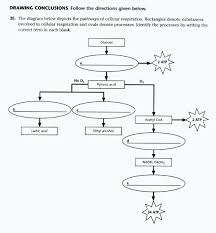 photosynthesis and respiration review worksheet answer key