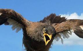 646 likes · 4 talking about this. Myna Menace Threatens Native Birds Morning Bulletin