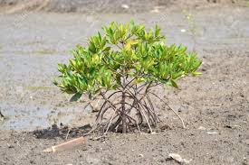 Image result for Avicennia marina