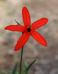 Image result for Silene abyssinica