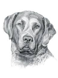 Black And White Chesapeake Bay Retriever Chesapeake Bay Retriever Dog Chesapeake Dog Chesapeake Bay Retriever Dog Portraits