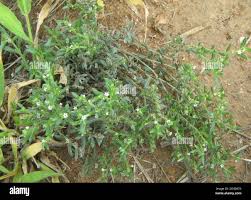 Image result for Euploca strigosa