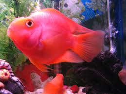 Maybe you would like to learn more about one of these? Blood Parrot Cichlid Posts Facebook