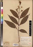 Image result for Whitfieldia brazzae