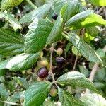 Image result for Rhoicissus tridentata